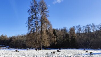 Évindító madárgyűrűzés Jávorkúton