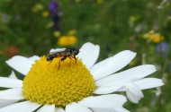 Természetvédelem az udvaron - Méhlegelő a Bábakalács Természetiskolában