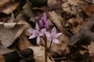 csillagvirág, Scilla drunensis, Mátra, természetvédelem