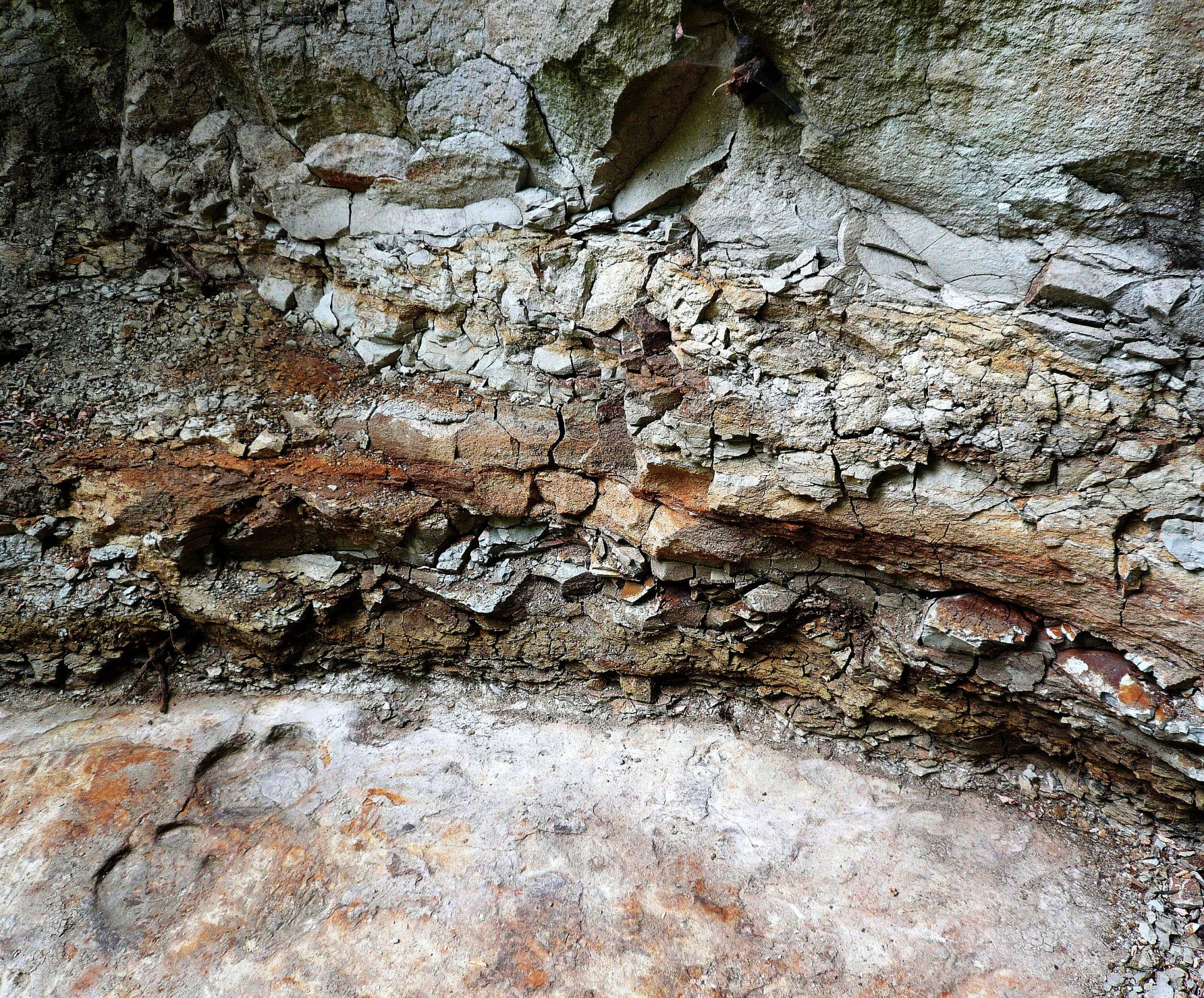 Rhyolite tuff above rhinoceros footprints at the geological trail